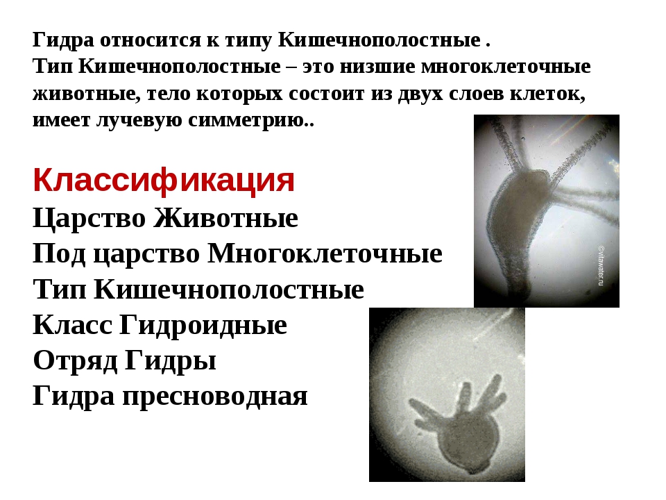 Кракен шоп даркнет